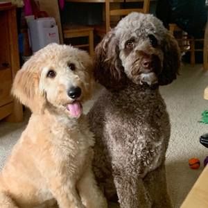 Meet your Posher, Holly